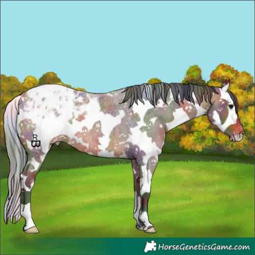 Horse Color:Nacre Bay Roan Sabino Splash Appaloosa