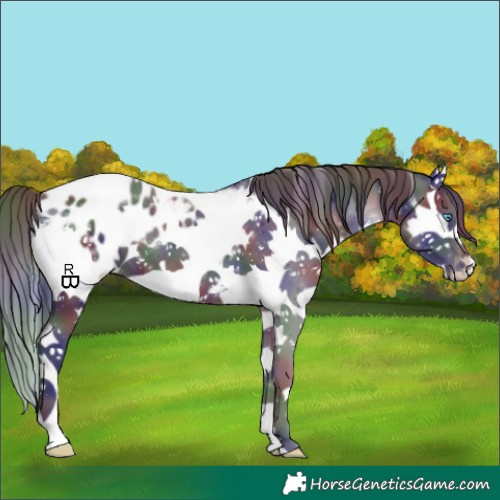 Horse Color:Nacre Liver Chestnut Sabino Splash Appaloosa
