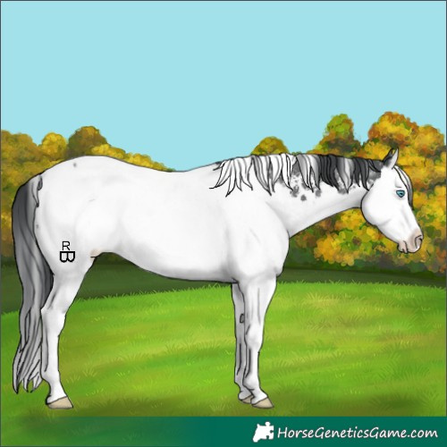 Horse Color:White Spotted Black Sabino Splash Appaloosa 