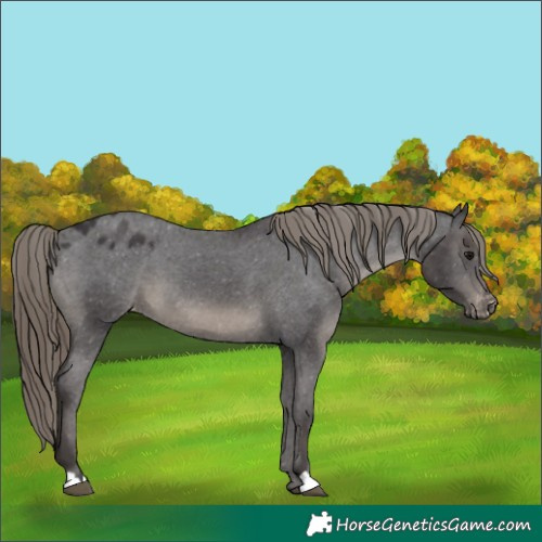 Horse Color:Smoky Black Appaloosa