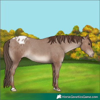 Horse Color:Classic Champagne Blanket