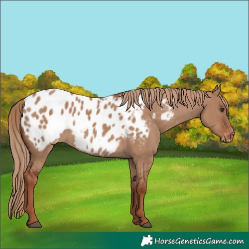 Horse Color:Red Dun Blanket 
