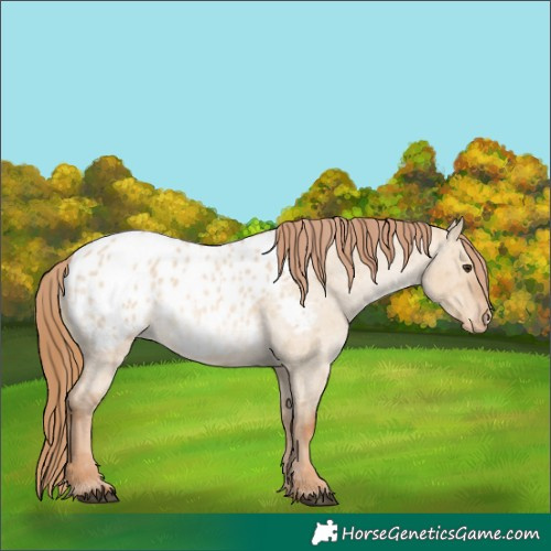 Horse Color:Red Dun Roan Blanket 