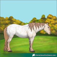 Horse Color:Red Dun Roan Blanket