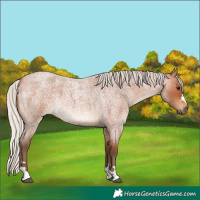 Horse Color:Silver Bay Roan 