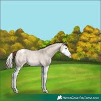 Horse Color:Bay Roan Dun Splash Appaloosa