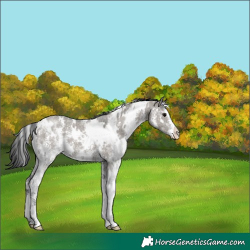 Horse Color:White Spotted Grullo Sabino 