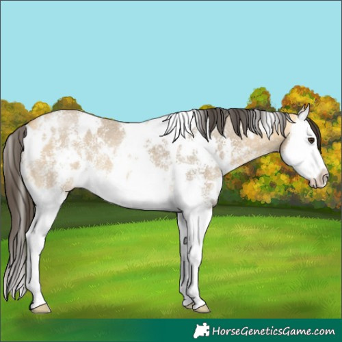 Horse Color:White Spotted Buckskin Dun Sabino Splash