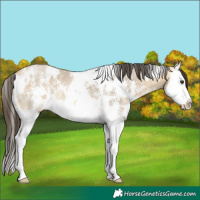 Horse Color:White Spotted Buckskin Dun Sabino Splash