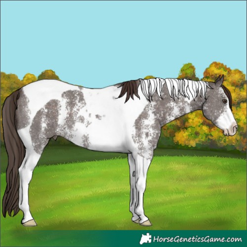 Horse Color:Liver Chestnut Sabino Tobiano 