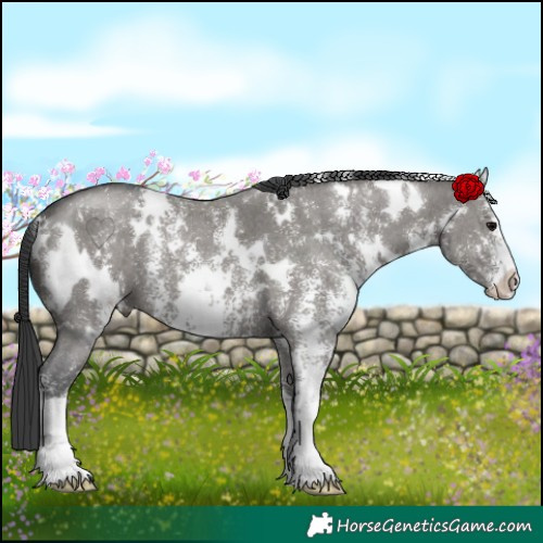 Horse Color:White Spotted Grullo Sabino 