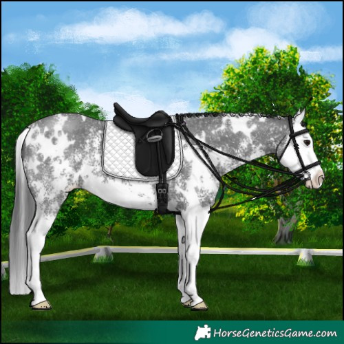 Horse Color:White Spotted Black Sabino Splash 