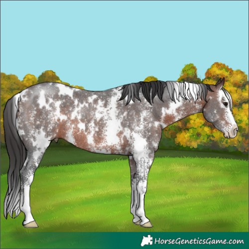 Horse Color:White Spotted Brown Sabino