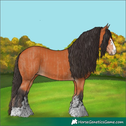 Horse Color:Bay  and Bay 