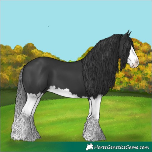 Horse Color:Black Splash