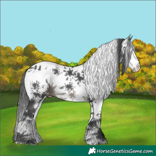 Horse Color:White Spotted Black Appaloosa 