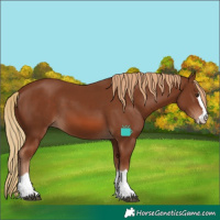 Horse Color:Chestnut 