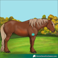 Horse Color:Chestnut 