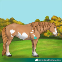 Horse Color:Chestnut Frame 