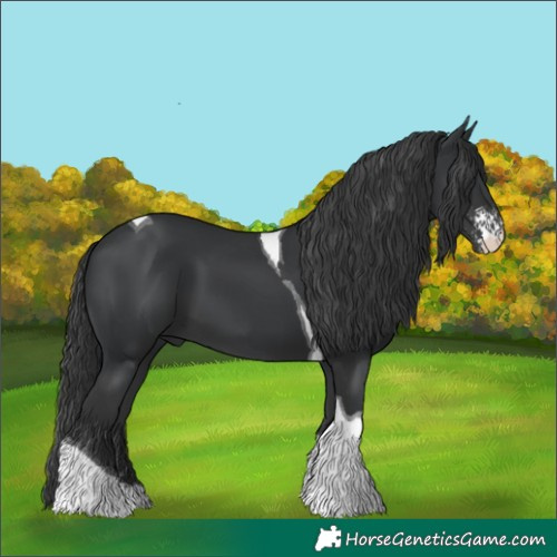 Horse Color:Black Sabino Tobiano 