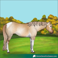 Horse Color:Gray Chocolate Palomino Dun Tobiano Rabicano