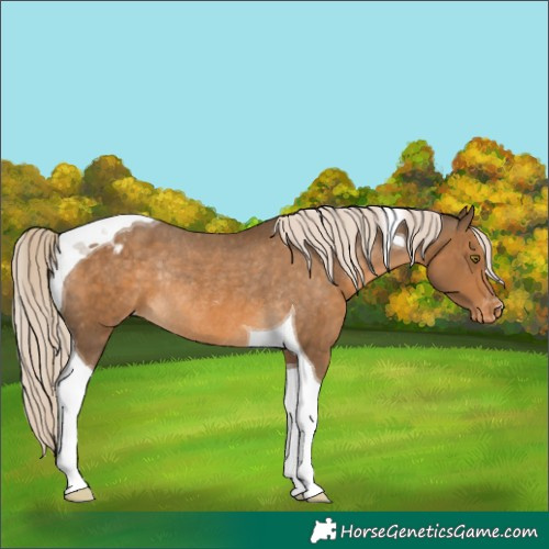 Horse Color:Chocolate Palomino Tobiano Appaloosa Rabicano