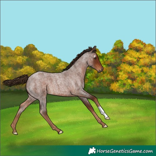 Horse Color:Gray Red Roan