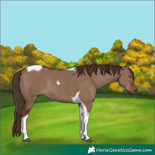 Horse Color:Liver Red Dun Tobiano Rabicano