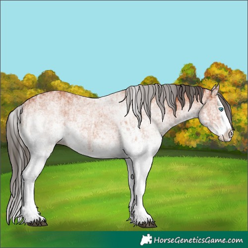 Horse Color:White Spotted Bay Splash and White Spotted Bay Splash