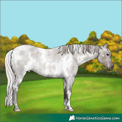 Horse Color:White Spotted Silver Grullo Roan 