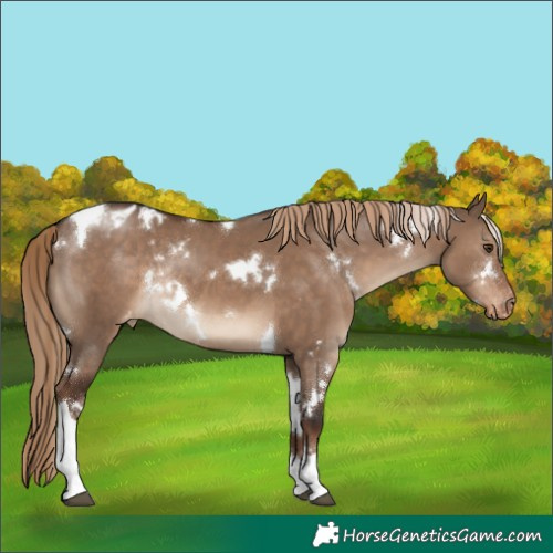 Horse Color:White Spotted Liver Red Dun Tobiano Blanket Rabicano 