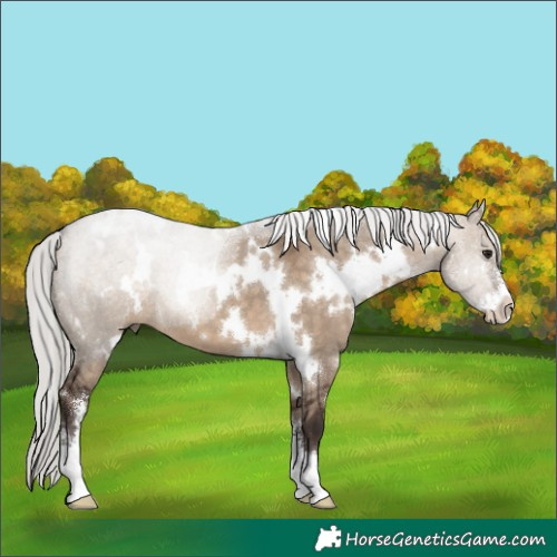 Horse Color:White Spotted Silver Brown Dun Sabino 