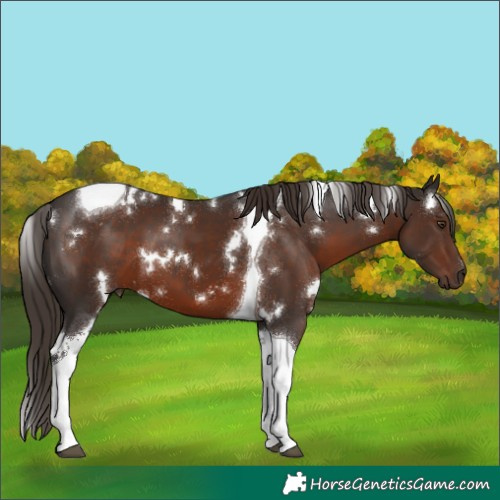 Horse Color:White Spotted Liver Chestnut Tobiano 