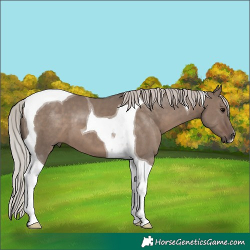 Horse Color:Silver Grullo Tobiano 