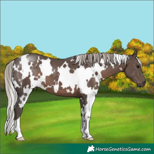 Horse Color:White Spotted Silver Black 