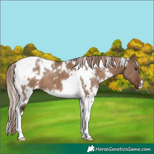 Horse Color:White Spotted Liver Red Dun Tobiano 