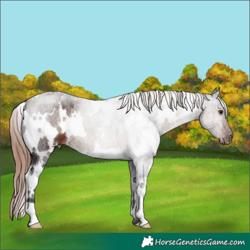 Horse Color:White Spotted Liver Chestnut 