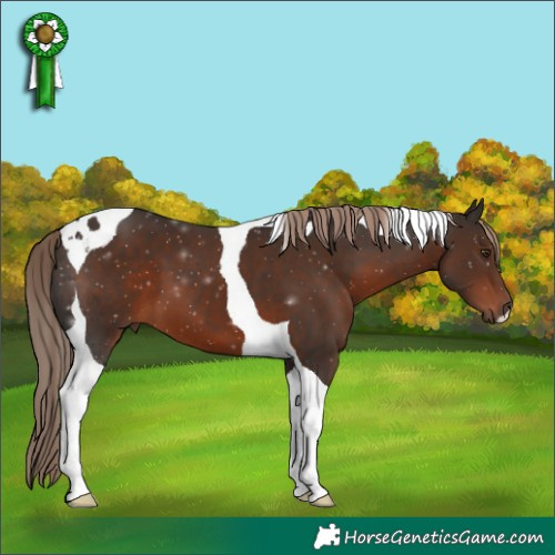 Horse Color:Liver Chestnut Tobiano 