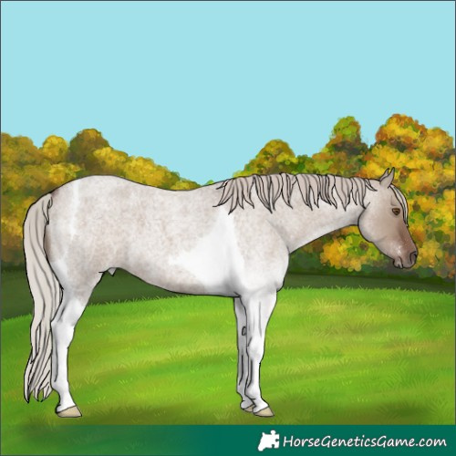 Horse Color:Silver Grullo Roan Tobiano 