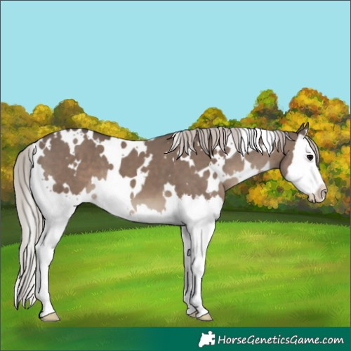 Horse Color:White Spotted Silver Grullo Splash 