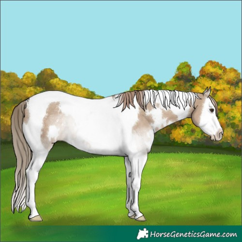 Horse Color:White Spotted Liver Red Dun Splash Tobiano