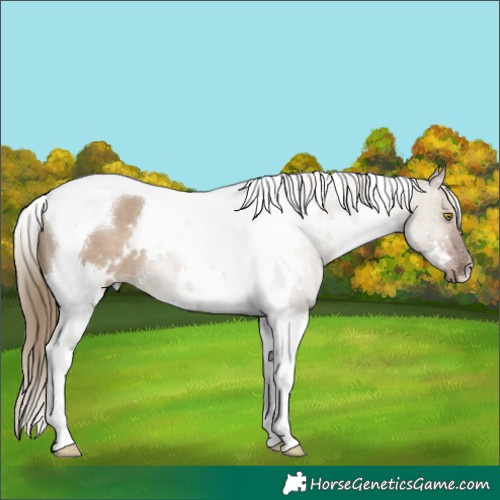 Horse Color:White Spotted Liver Red Dun Tobiano 