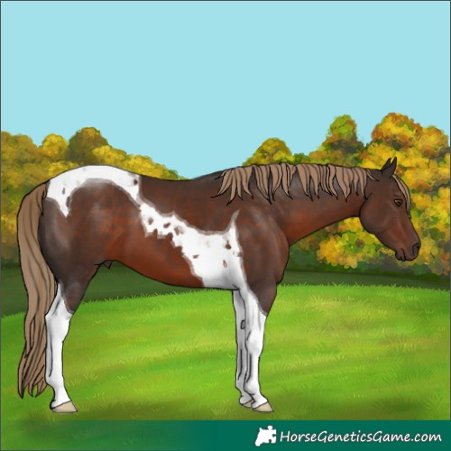 Horse Color:Liver Chestnut Tobiano 