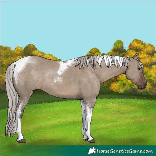 Horse Color:Silver Grullo Tobiano 