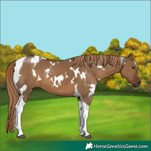 Horse Color:Gray White Spotted Liver Red Dun Tobiano