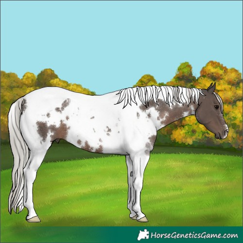 Horse Color:White Spotted Silver Black Tobiano 