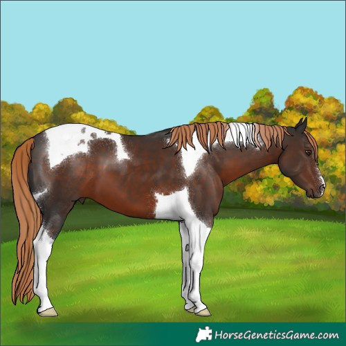 Horse Color:Liver Chestnut Tobiano 