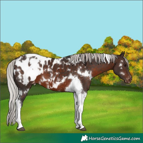 Horse Color:White Spotted Silver Brown Tobiano Near Leopard 