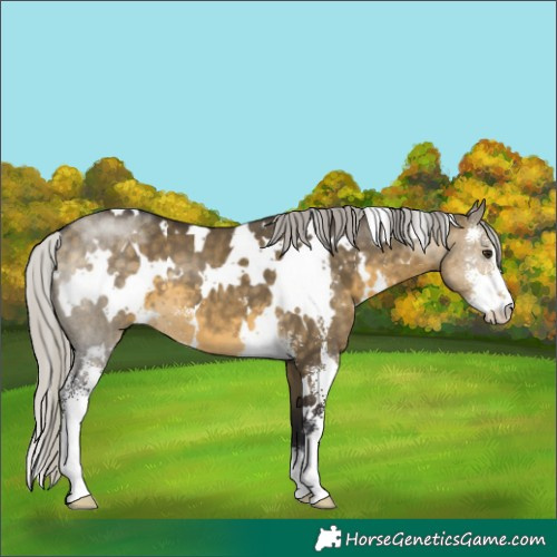 Horse Color:White Spotted Silver Buckskin Dun Sabino 