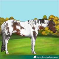 Horse Color:White Spotted Liver Chestnut Tobiano